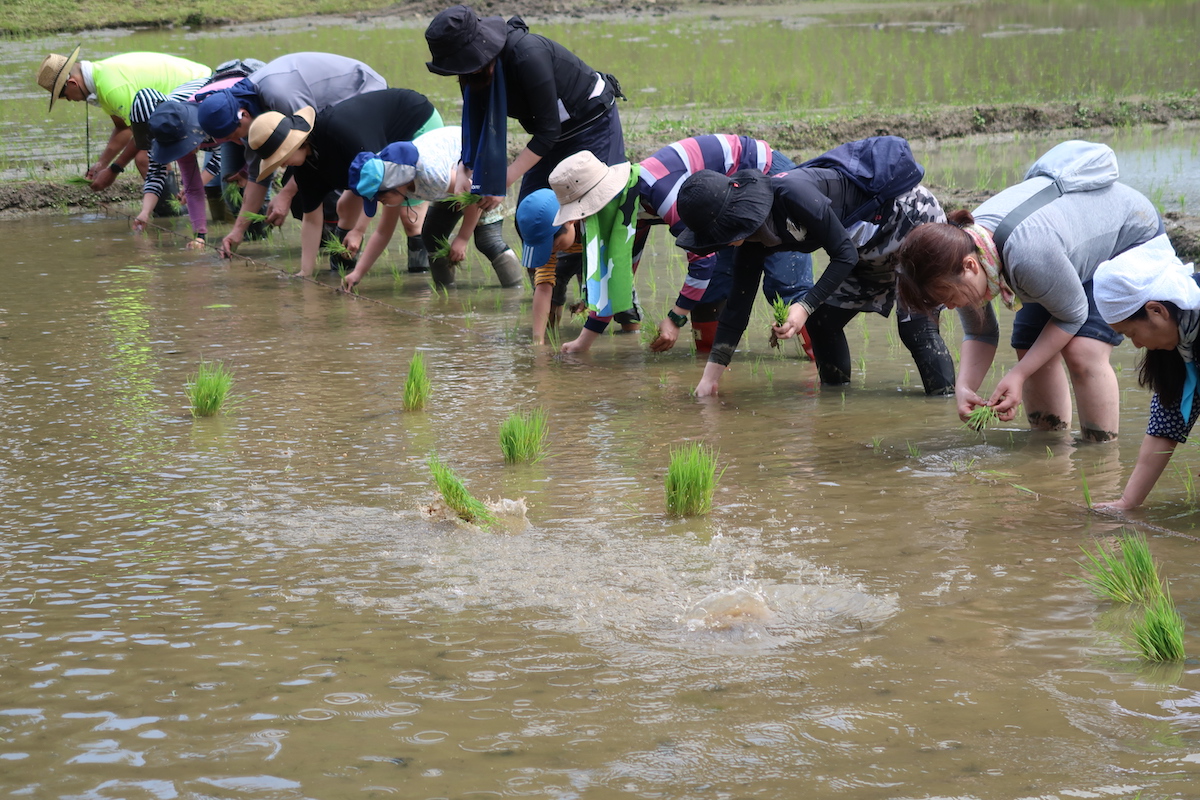 田植えワークショップ