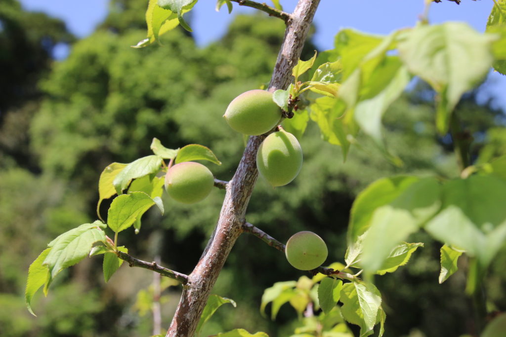 梅がり梅しごと