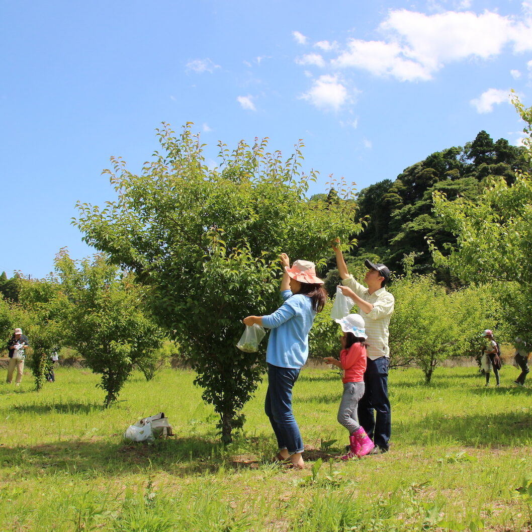 睦沢町 梅狩り体験