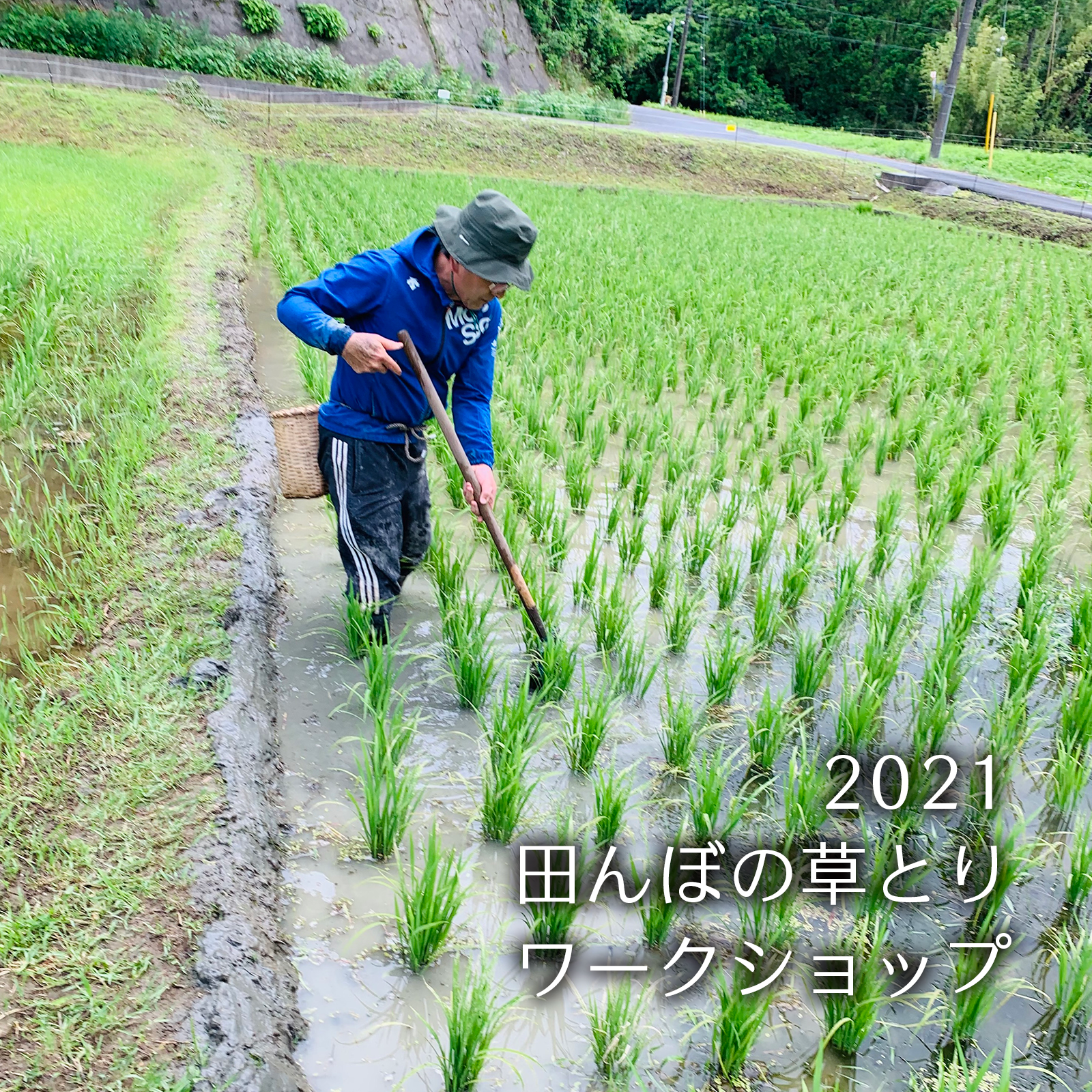 田んぼの草とり募集