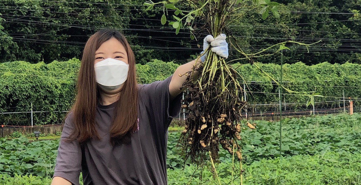 落花生　千葉　収穫体験