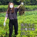 投稿についてもっと詳しく 落花生の収穫体験 2021