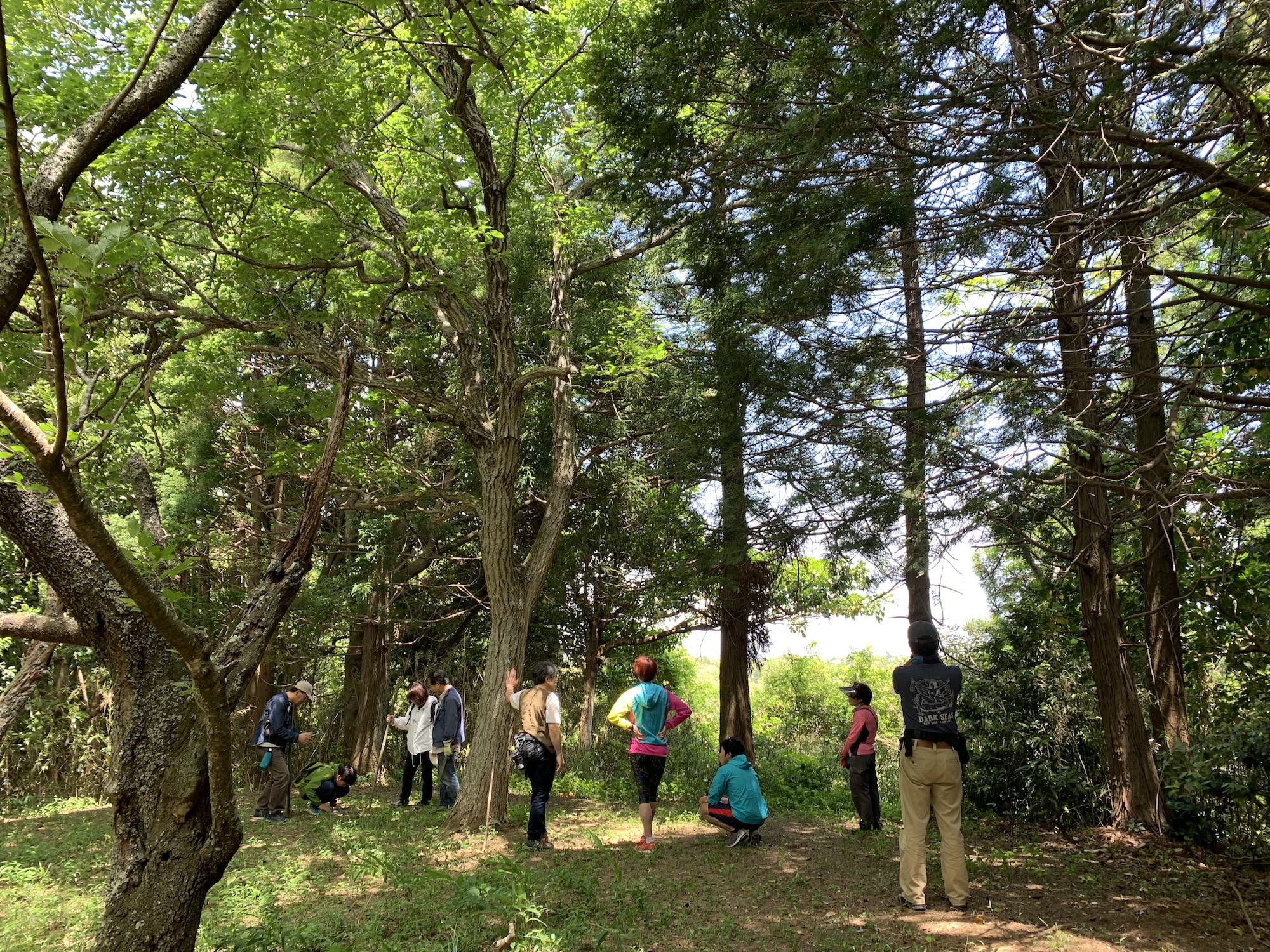 高藤山_高藤城跡