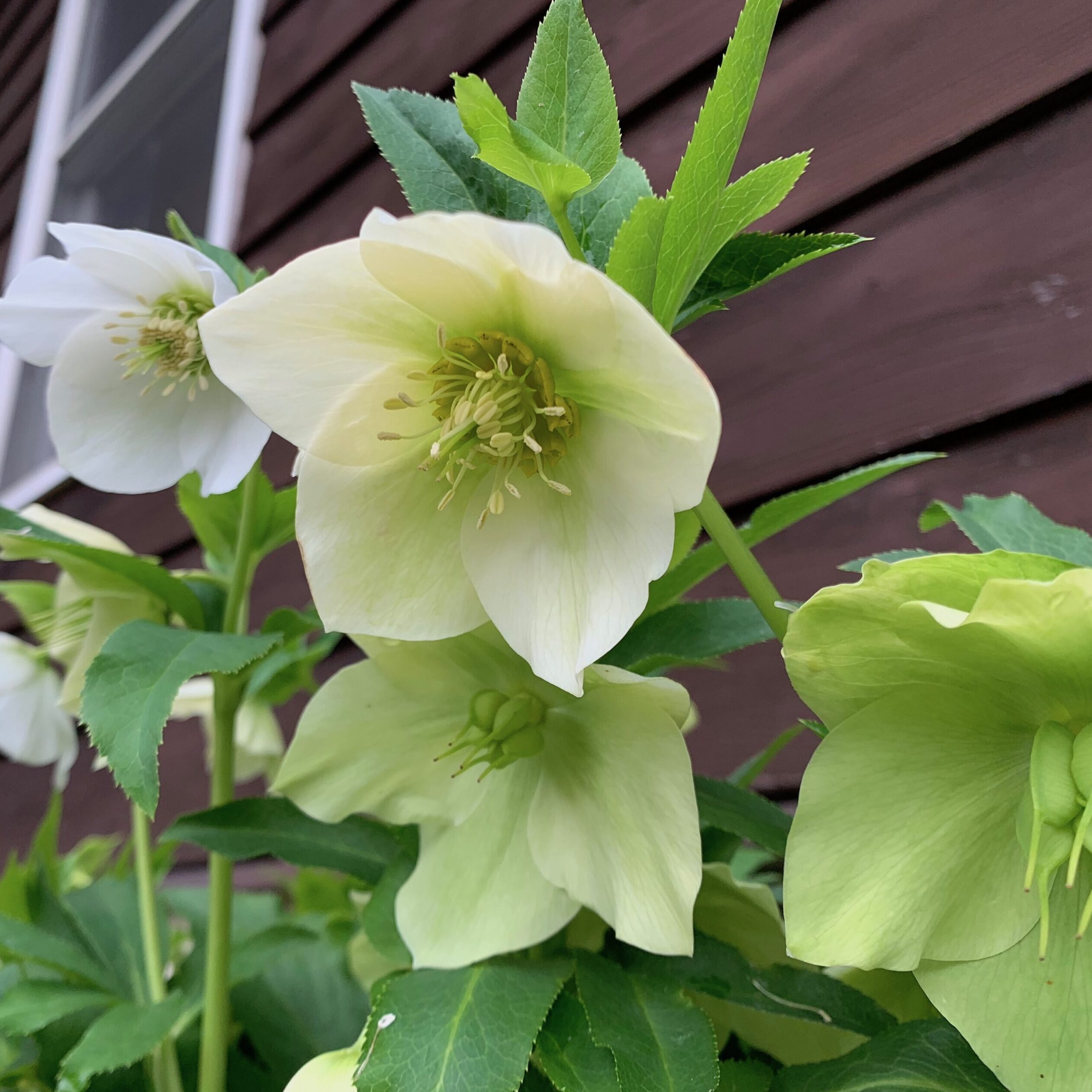 岩井ファーム　クリスマスローズ