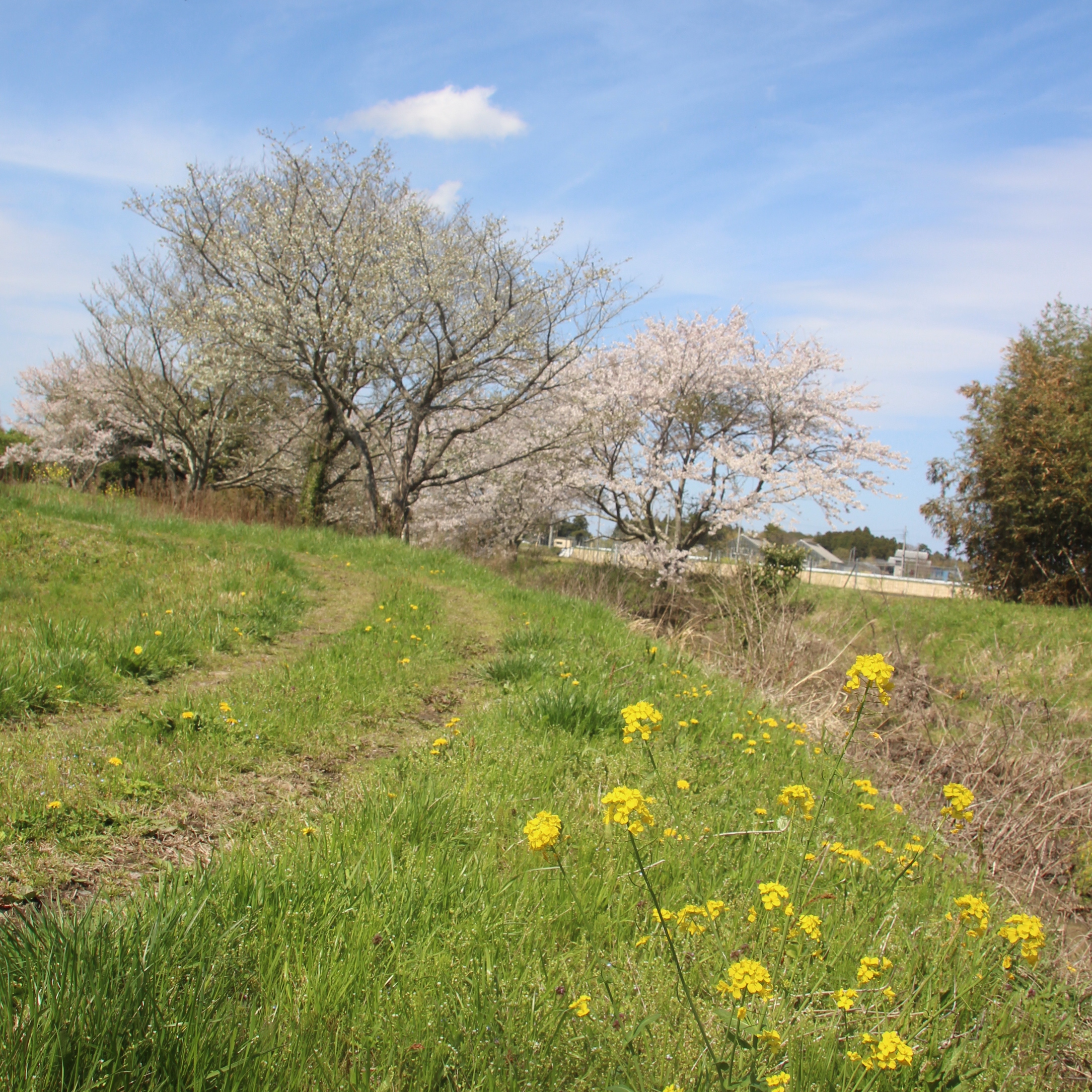 岩井ファーム　桜