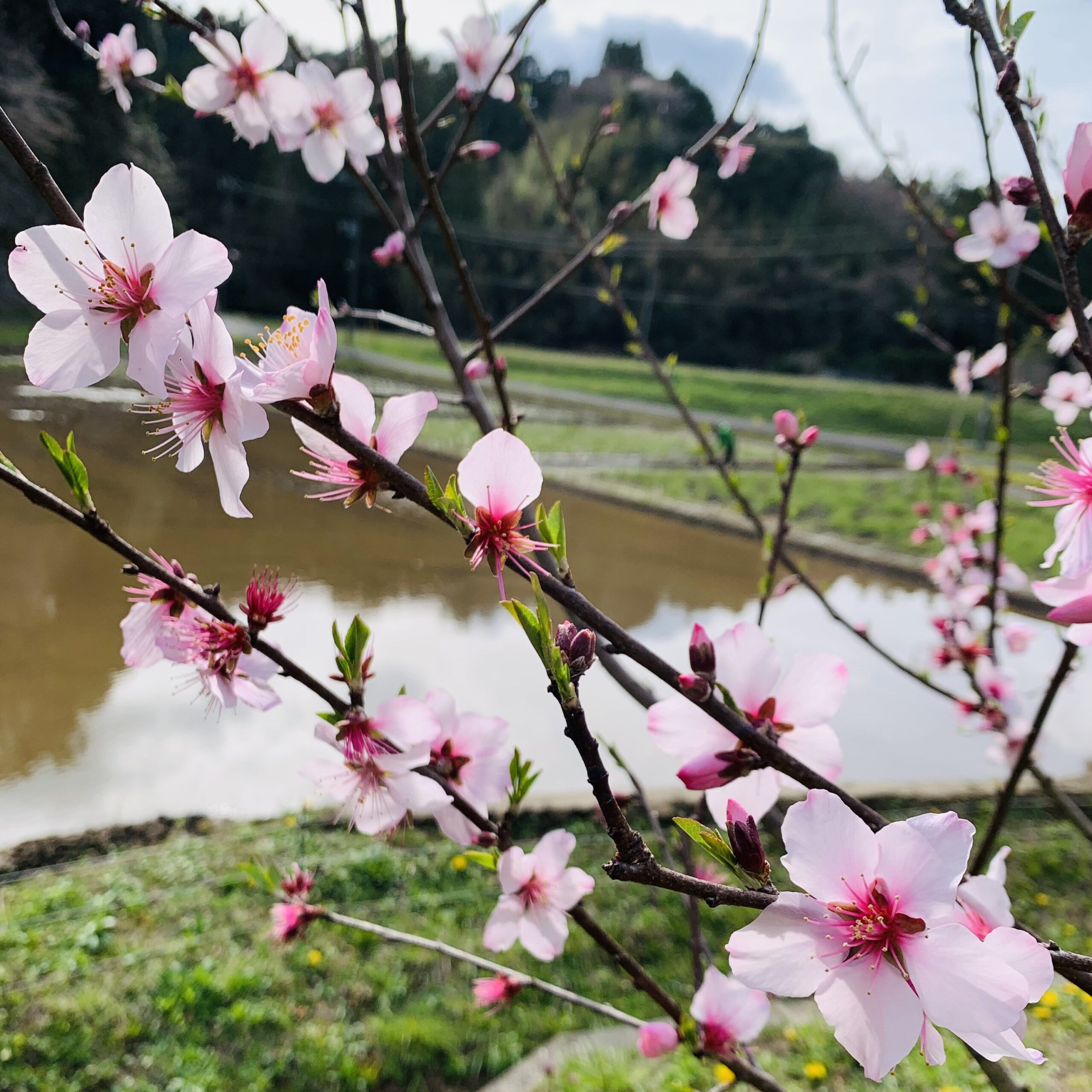 岩井ファーム　アーモンド