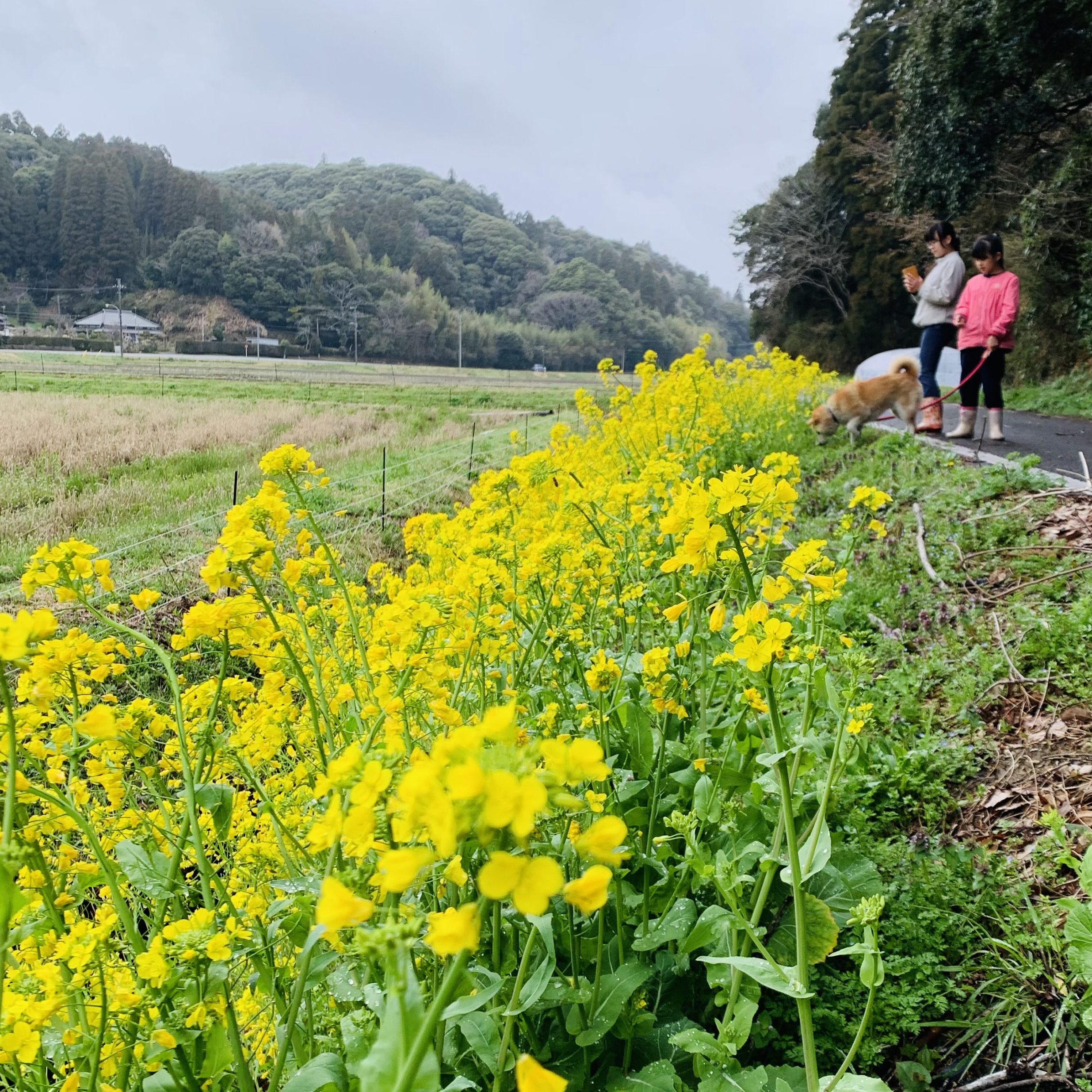 岩井ファーム　菜の花