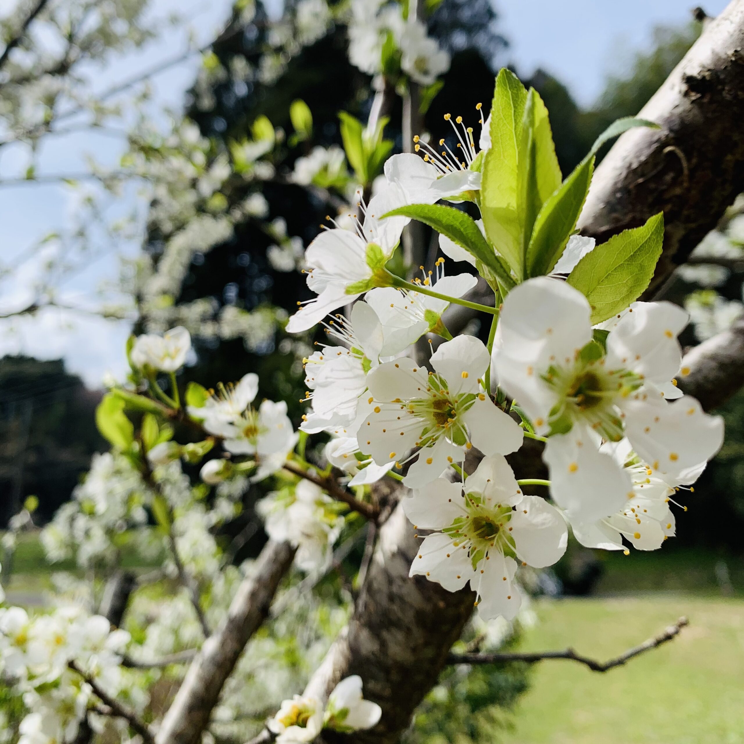 岩井ファーム　スモモ