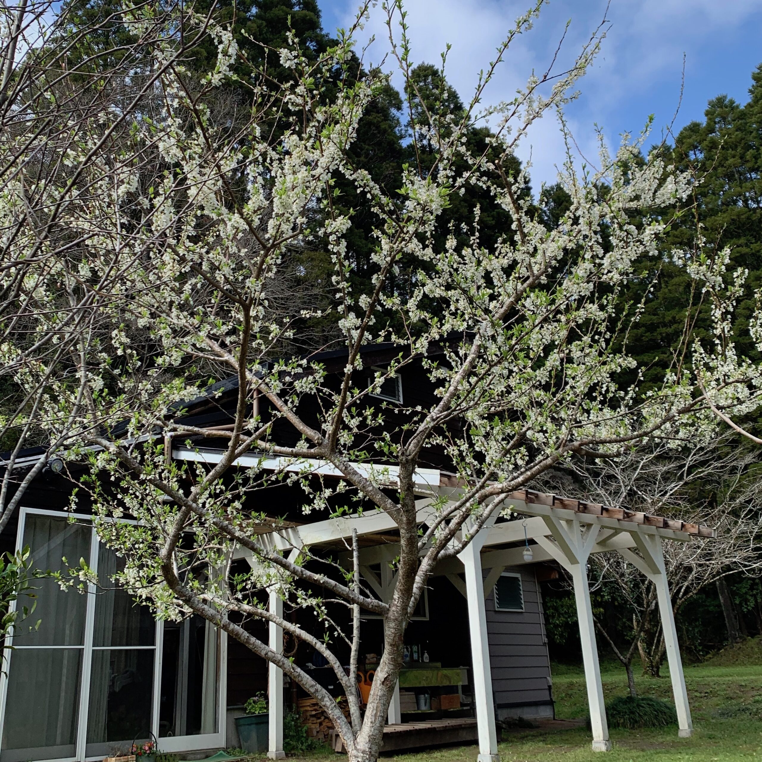 岩井ファーム　スモモ