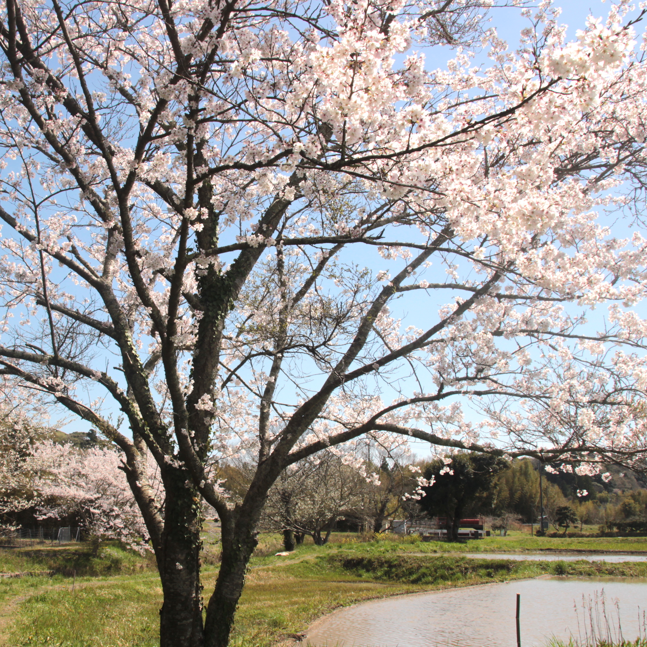 岩井ファーム　桜
