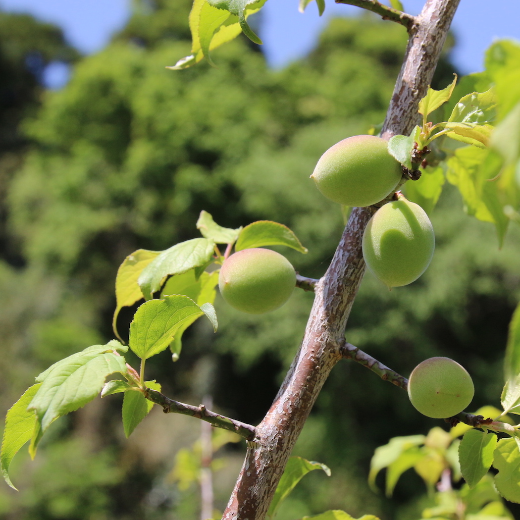 睦沢町　梅狩り体験