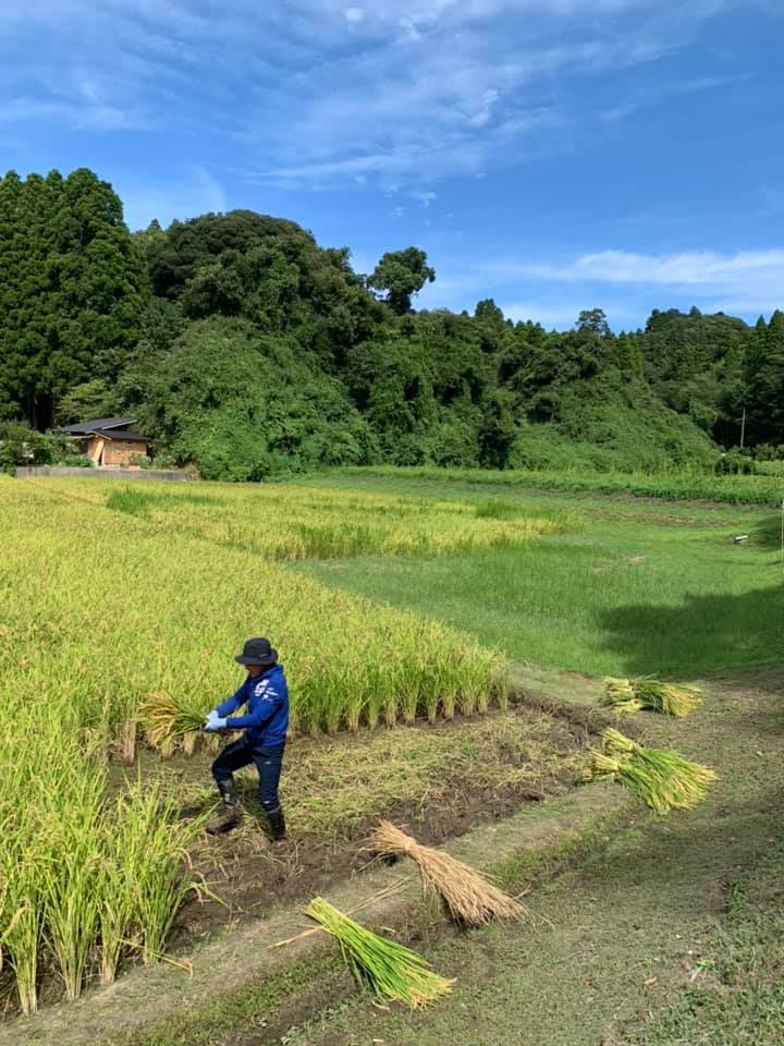 稲刈り体験