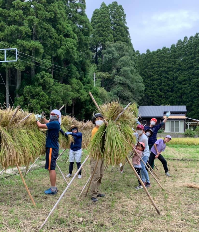 稲刈り体験