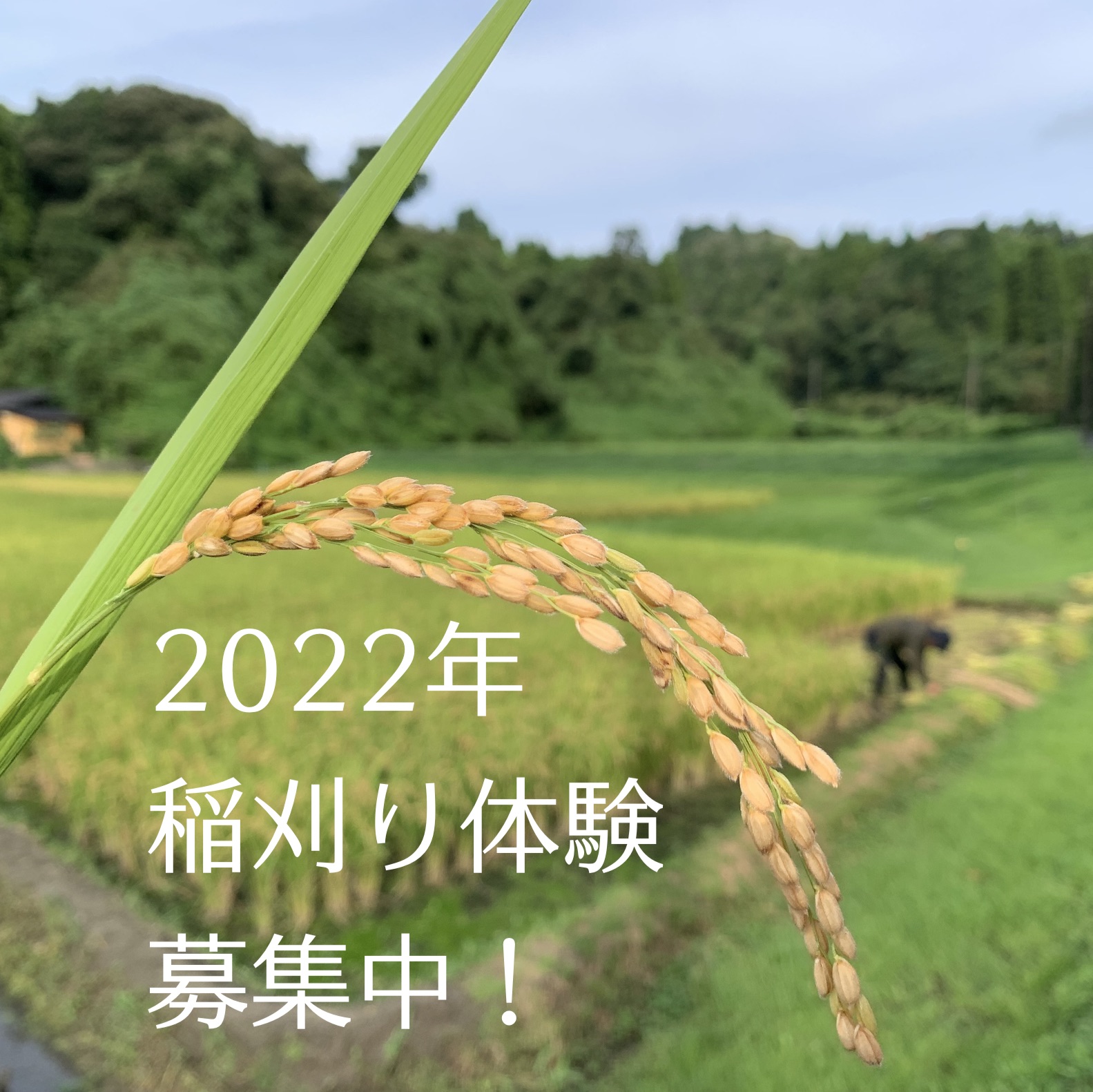 稲刈り 2022