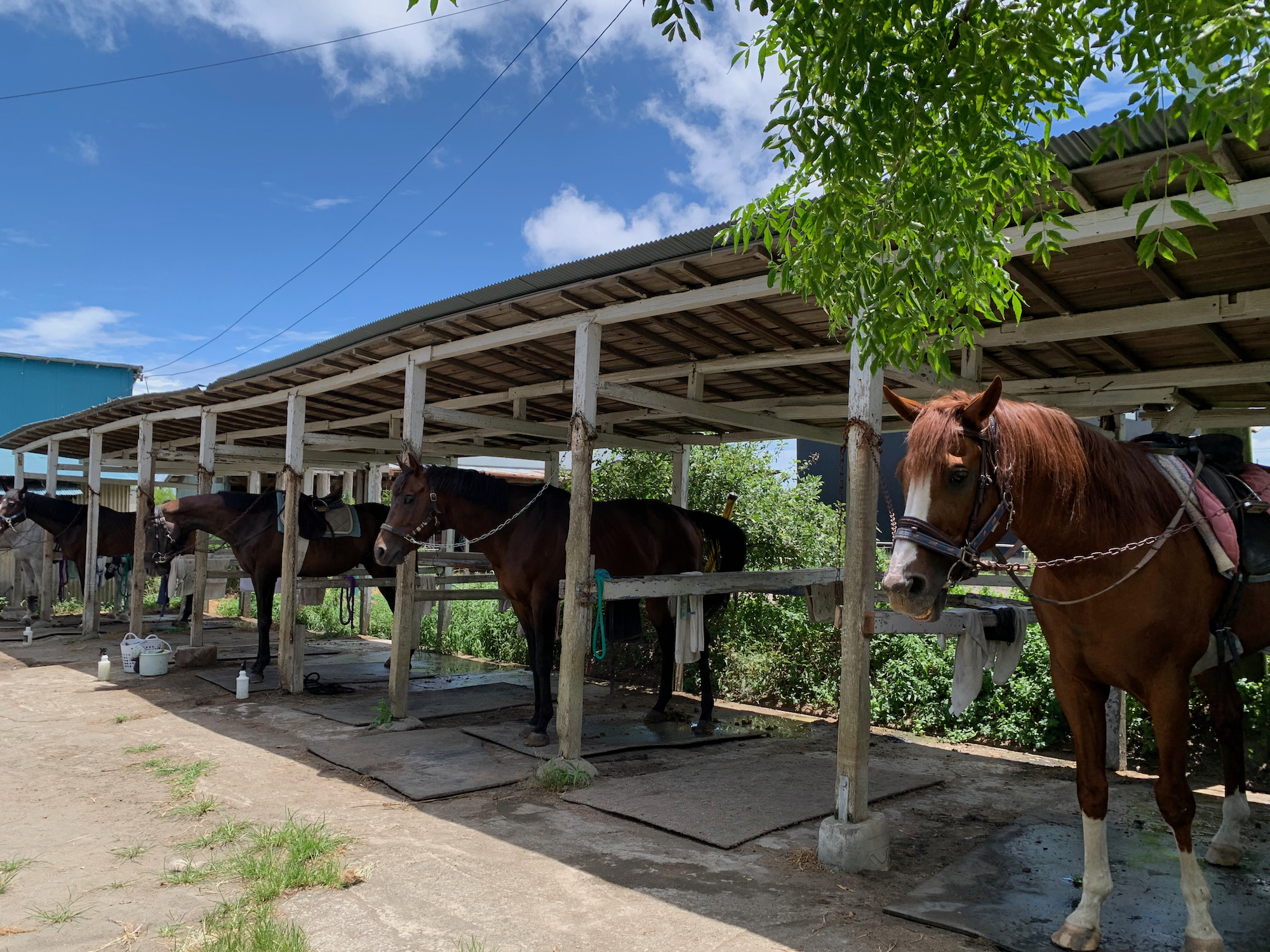 乗馬センター
