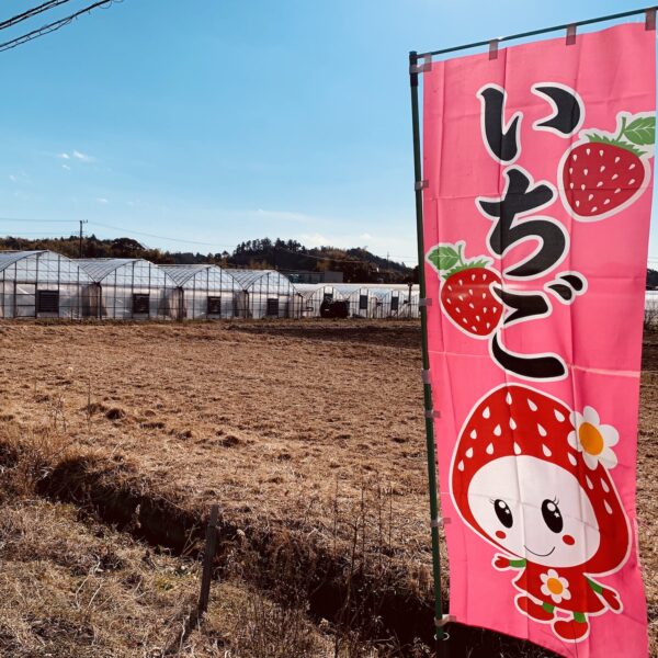 近藤イチゴ園