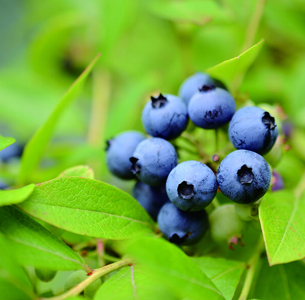 ブルーベリー
