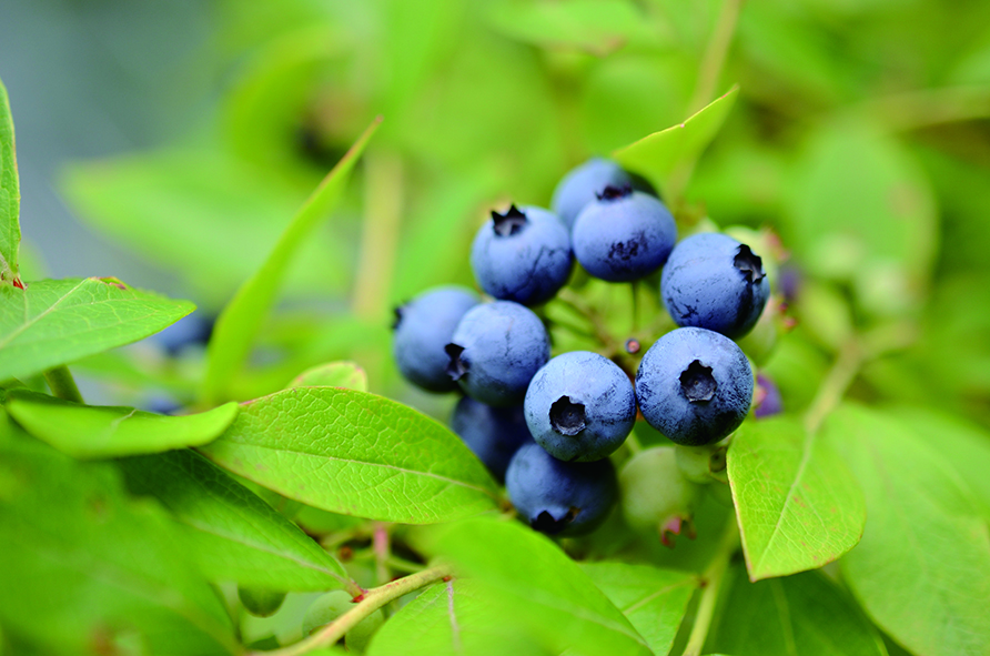 ブルーベリー