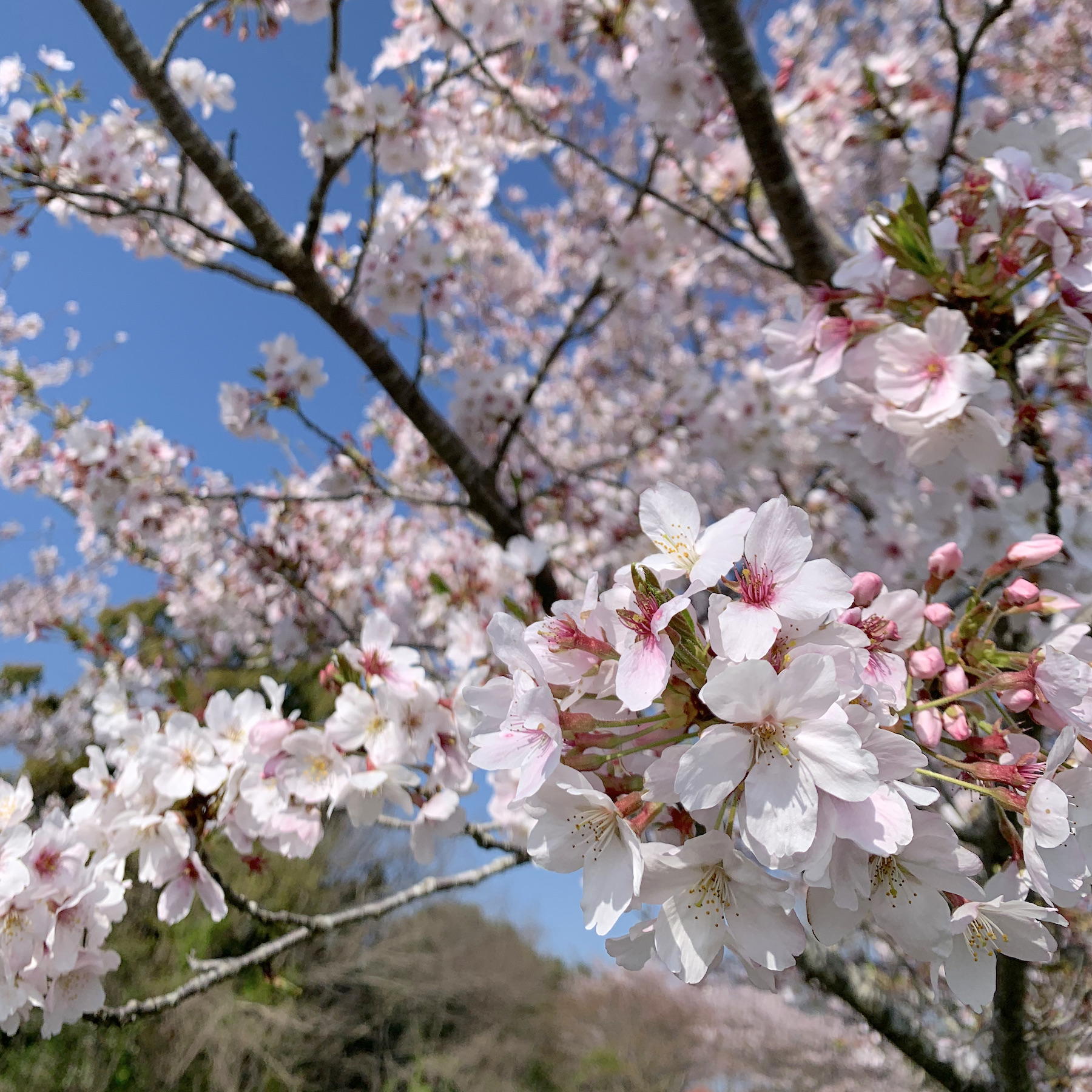 小滝＿桜