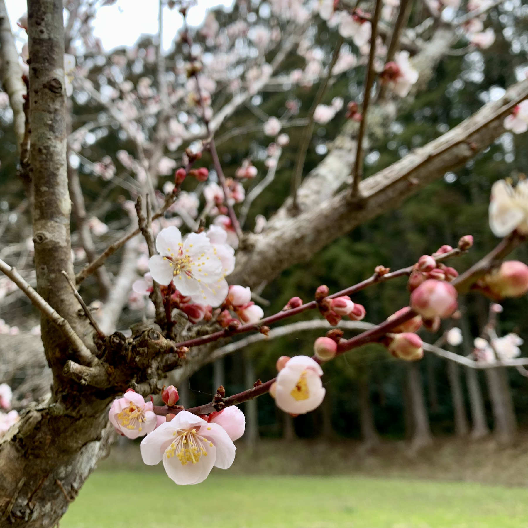 岩井ファーム_梅