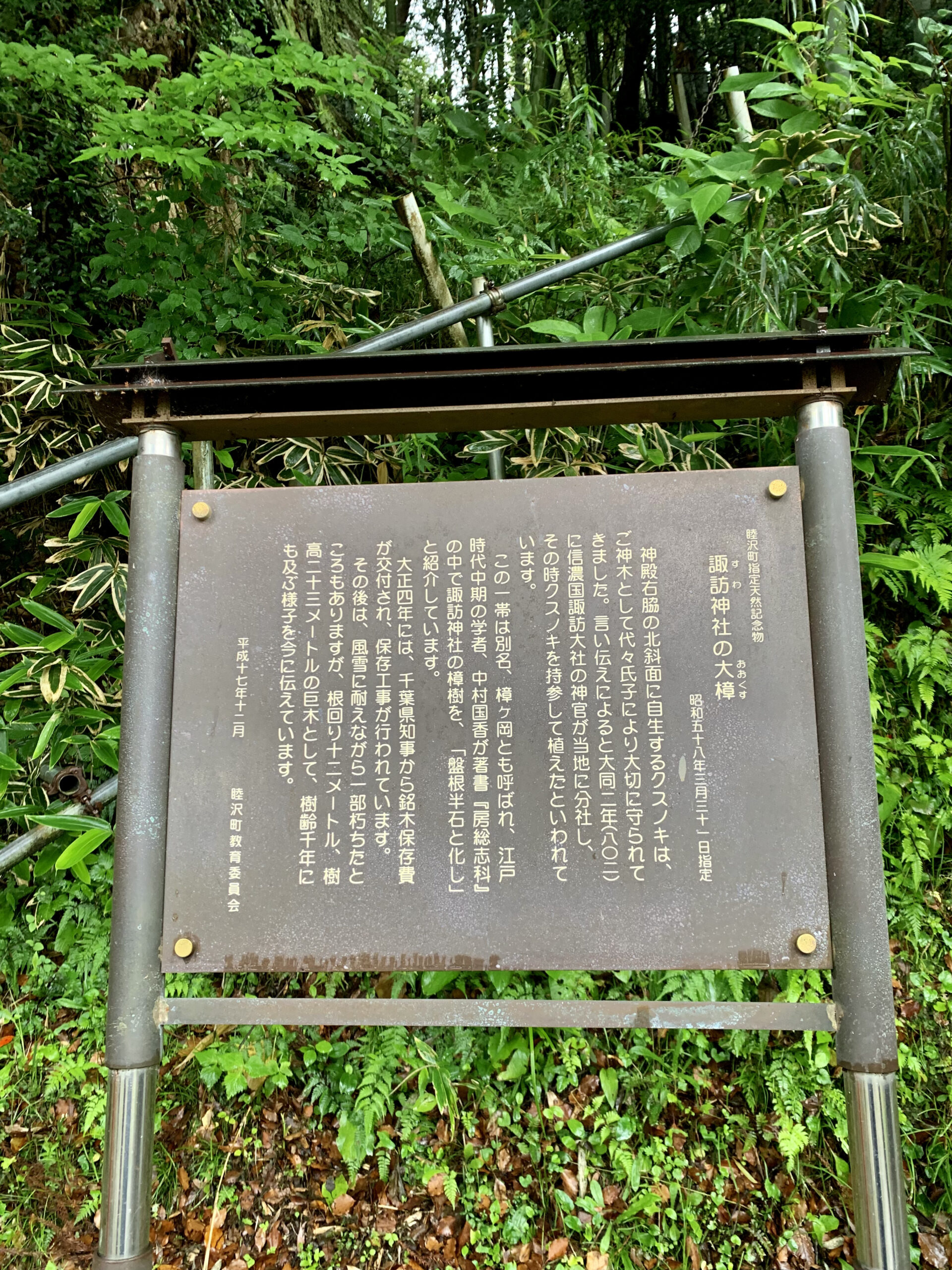 睦沢町　諏訪神社 クスノキ 瞳のトンネル