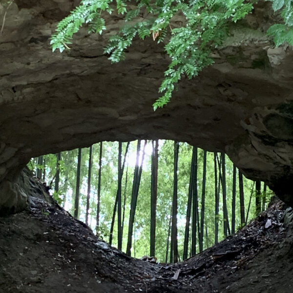 睦沢町　諏訪神社 クスノキ 瞳のトンネル