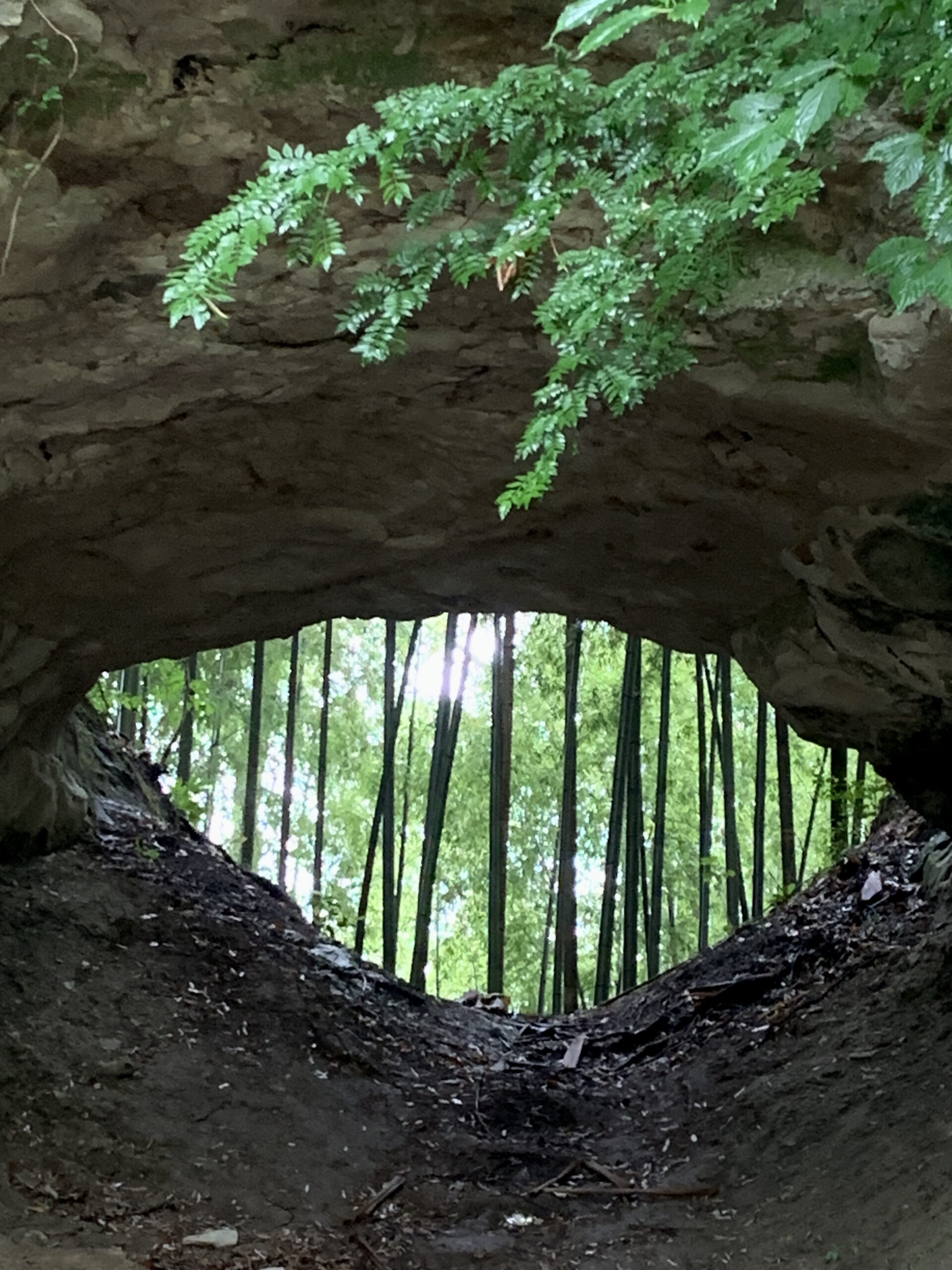 睦沢町　諏訪神社 クスノキ 瞳のトンネル