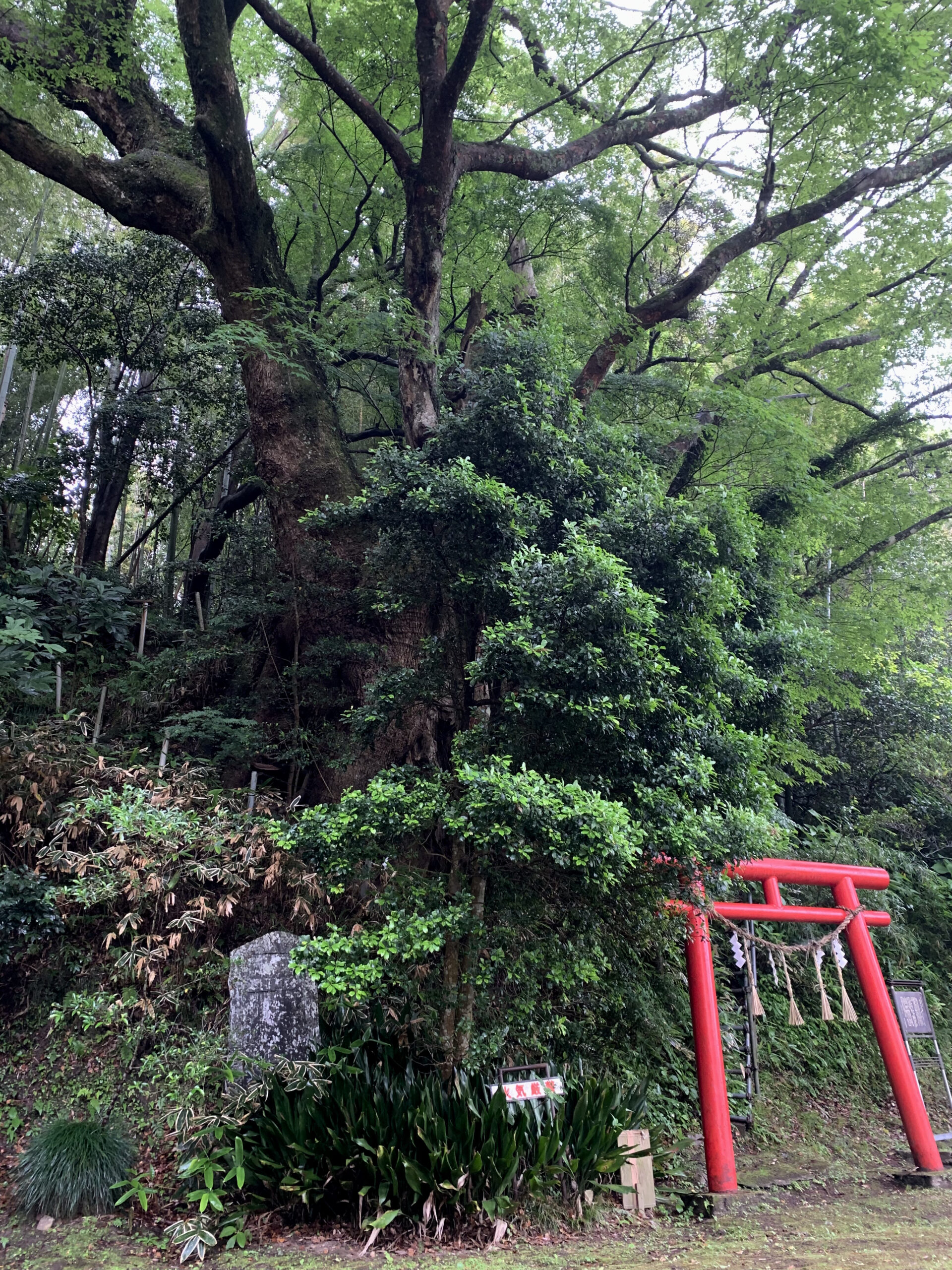 睦沢町　諏訪神社 クスノキ 瞳のトンネル