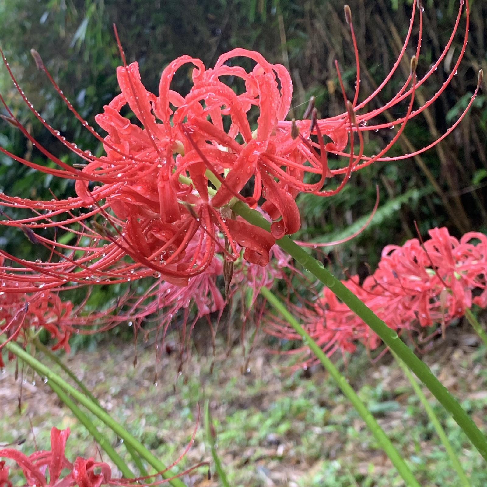 ヒガンバナ