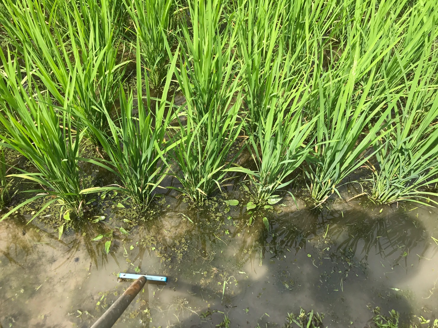 1人1年分の米づくりワークショップ