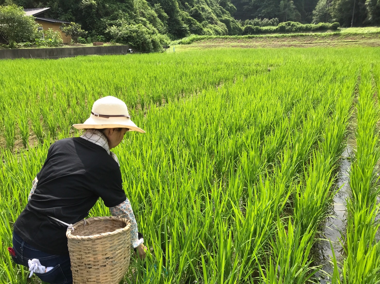 1人1年分の米づくりワークショップ