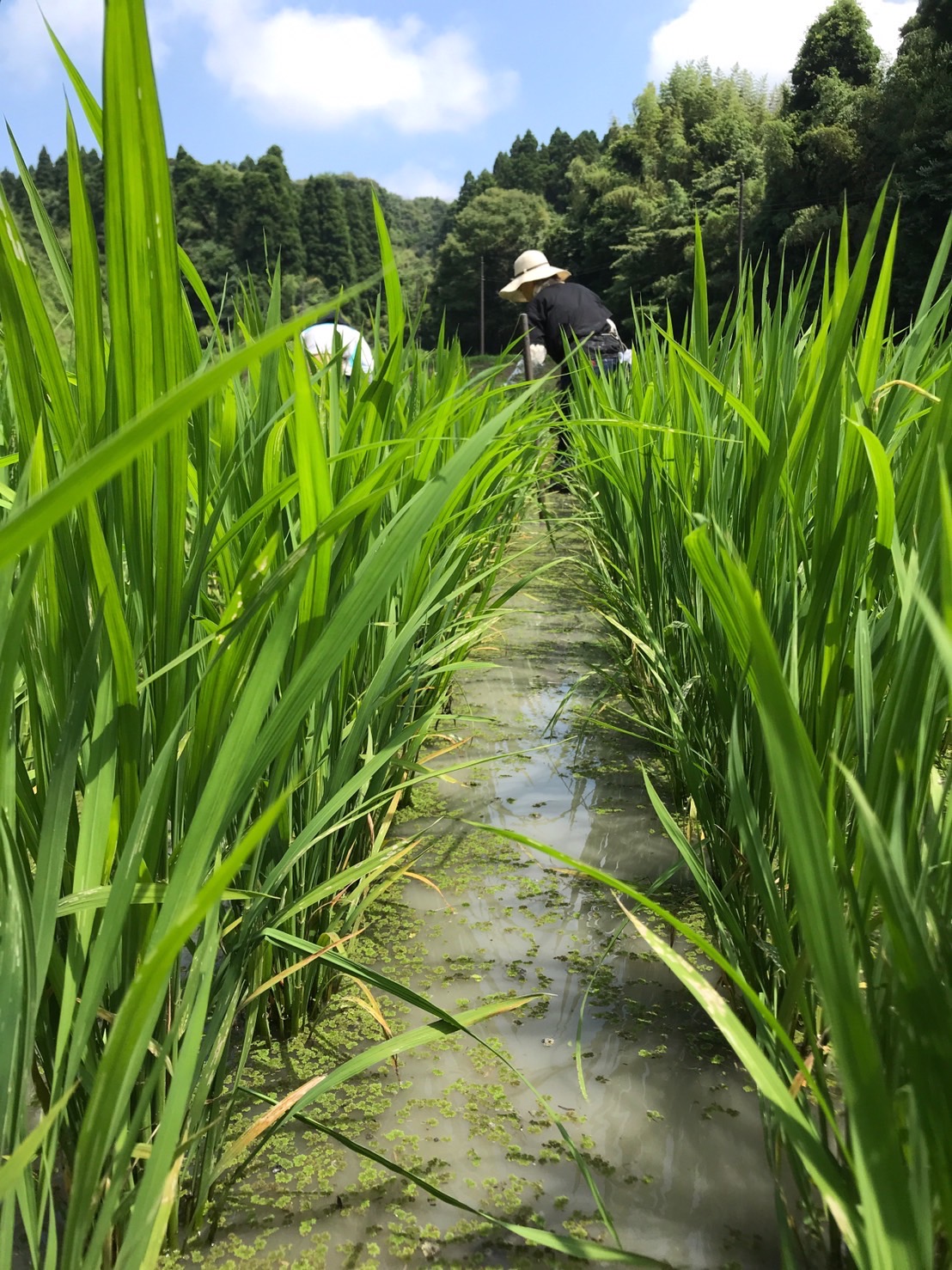 1人1年分の米づくりワークショップ