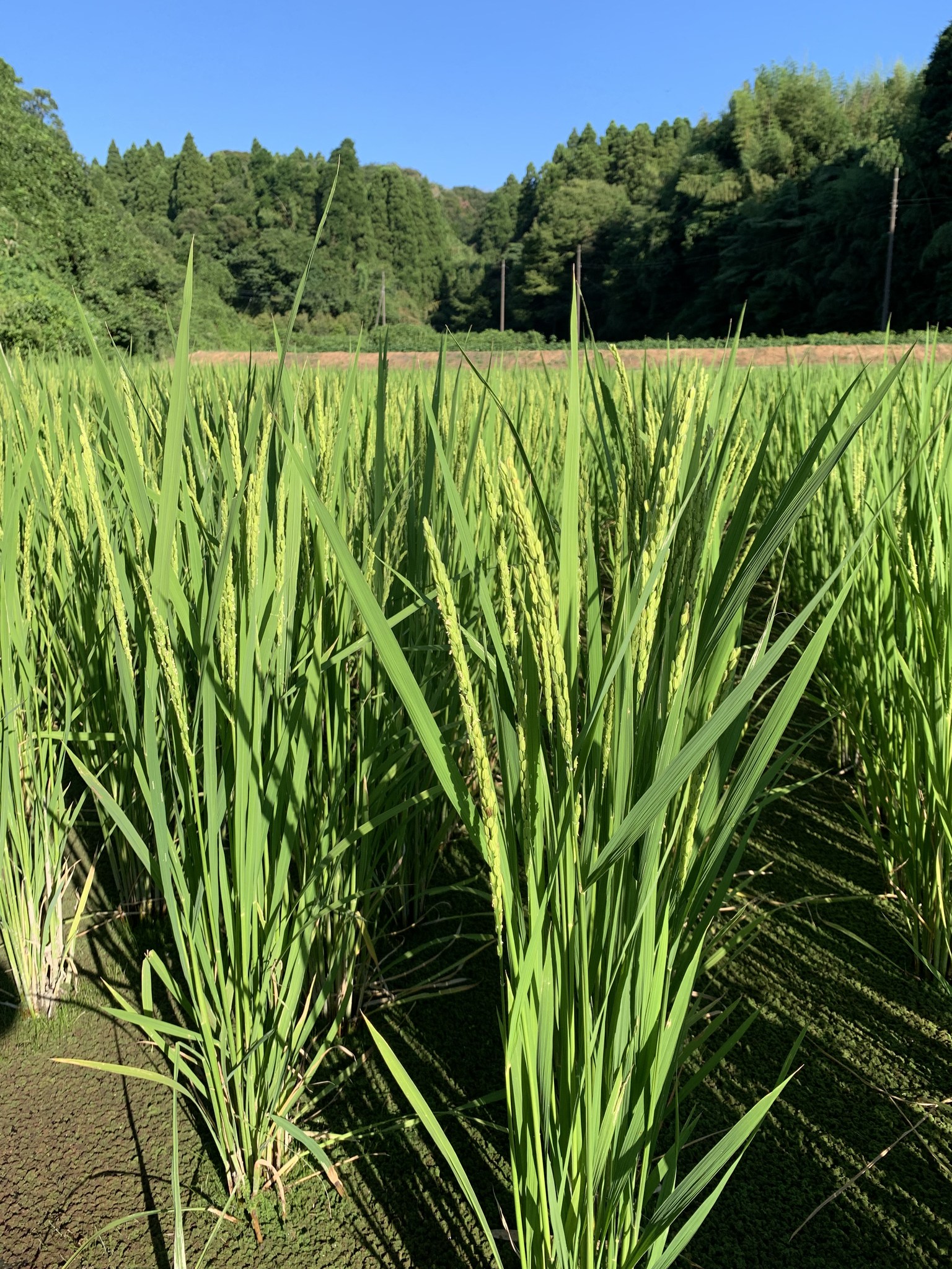 1人1年分の米づくりワークショップ