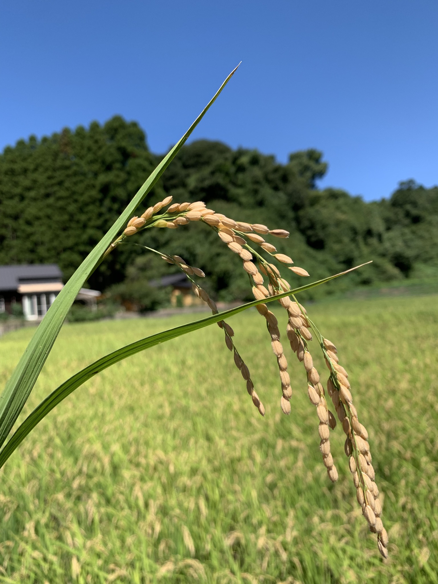 1人1年分の米づくりワークショップ