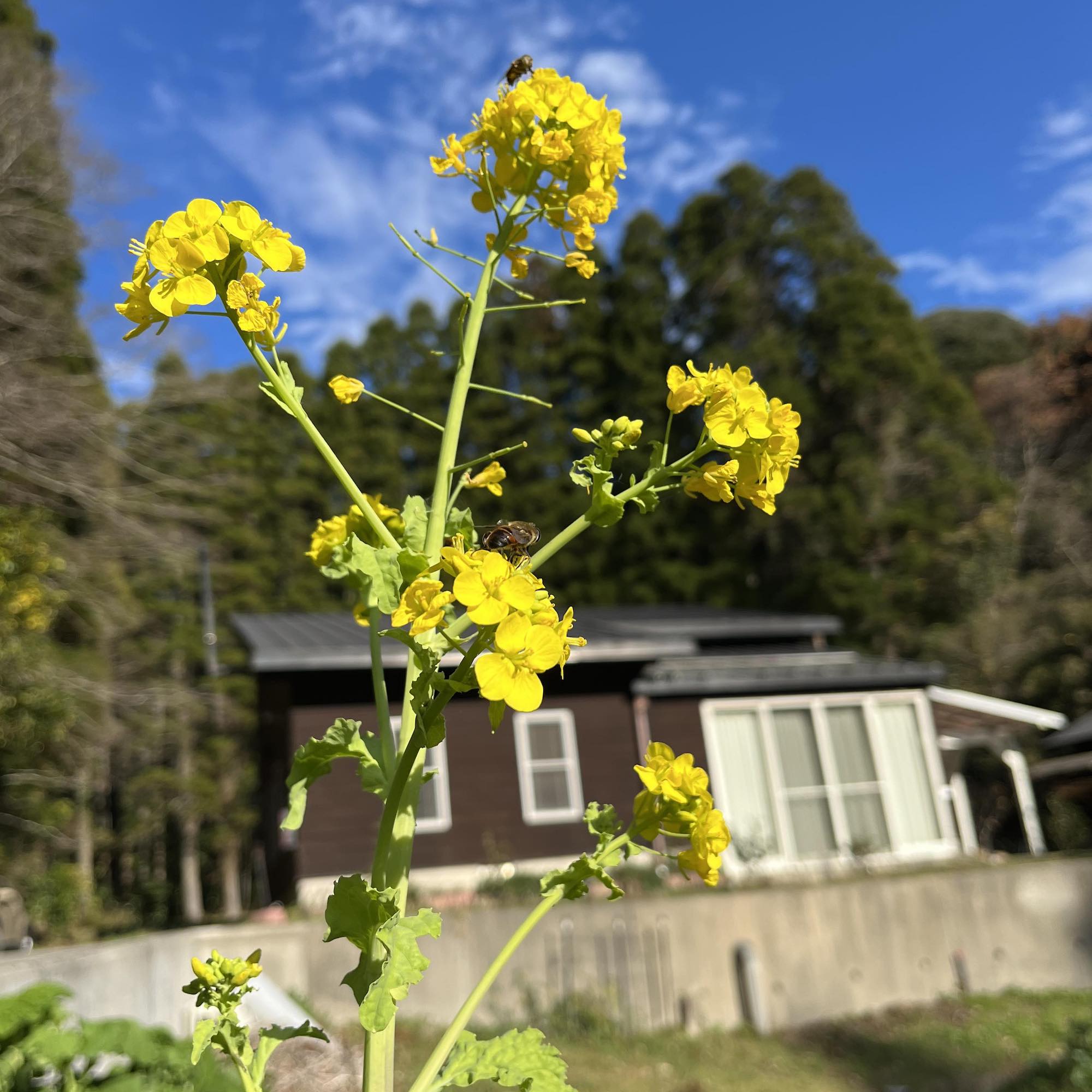 岩井ファーム　ゲストハウス