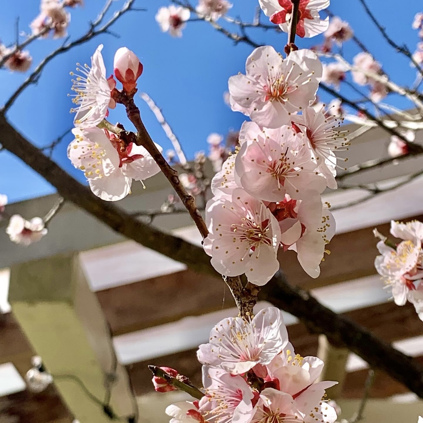 岩井ファーム　ゲストハウス
