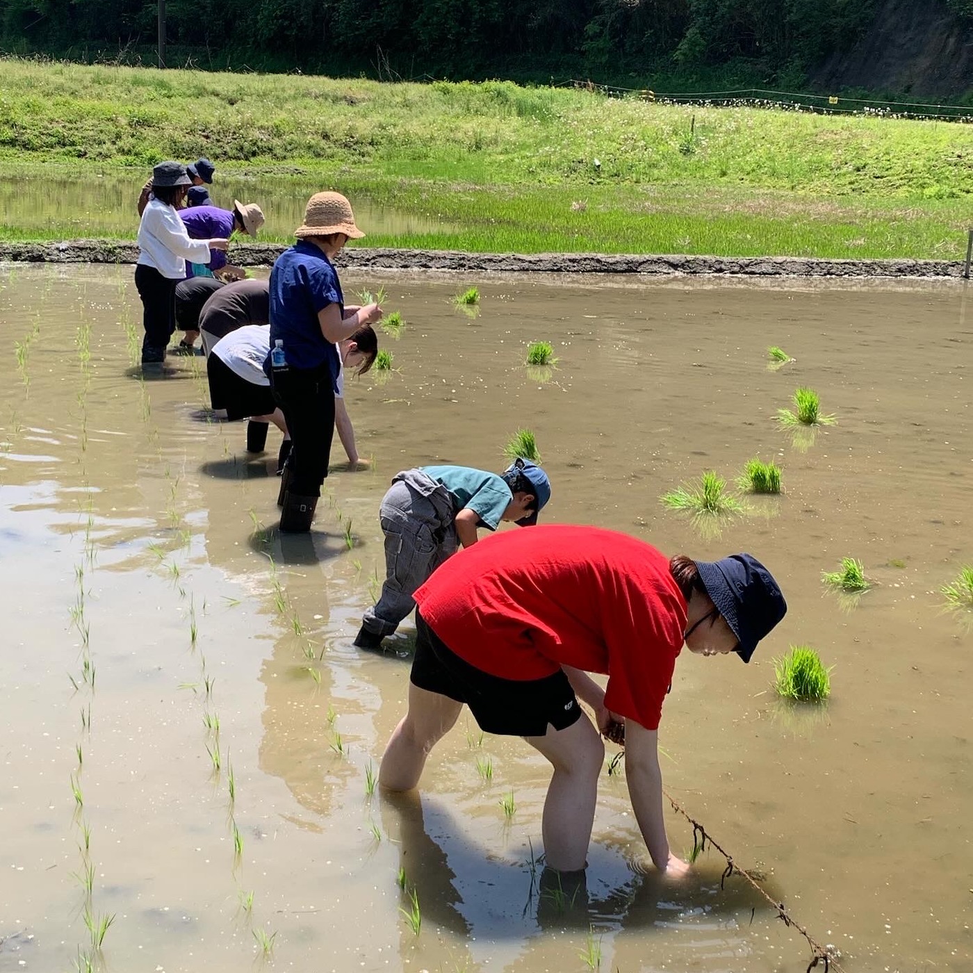 岩井ファーム　田植え体験