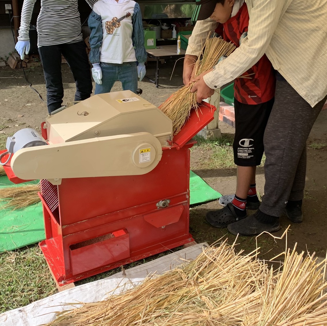岩井ファーム　稲の脱穀体験