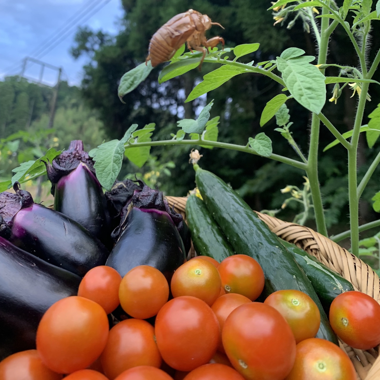 夏野菜の収穫体験
