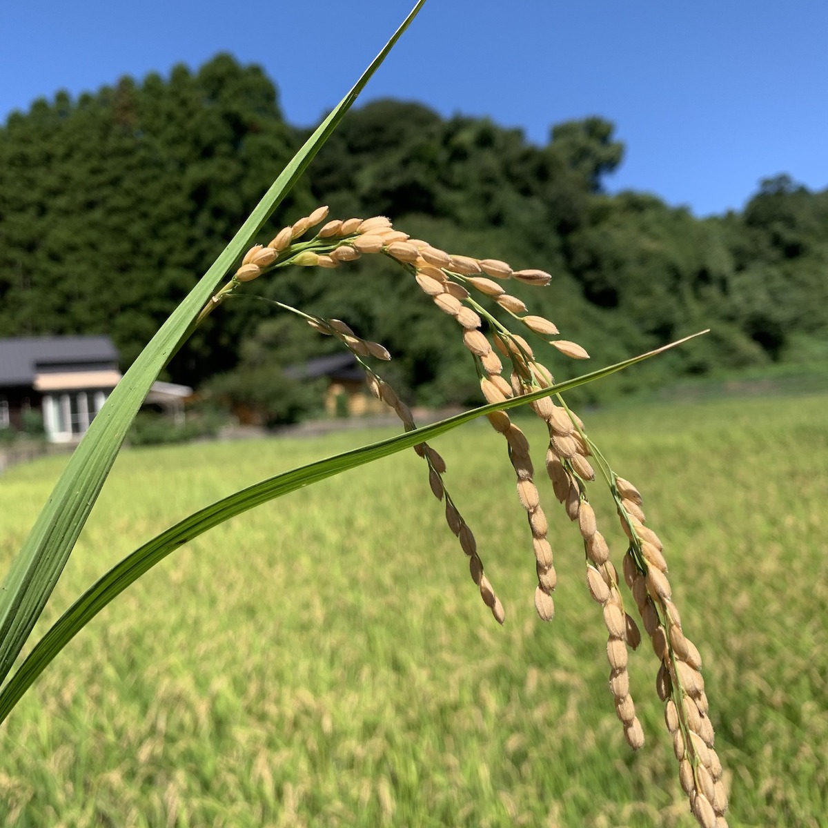 稲刈り体験8月中〜9月初