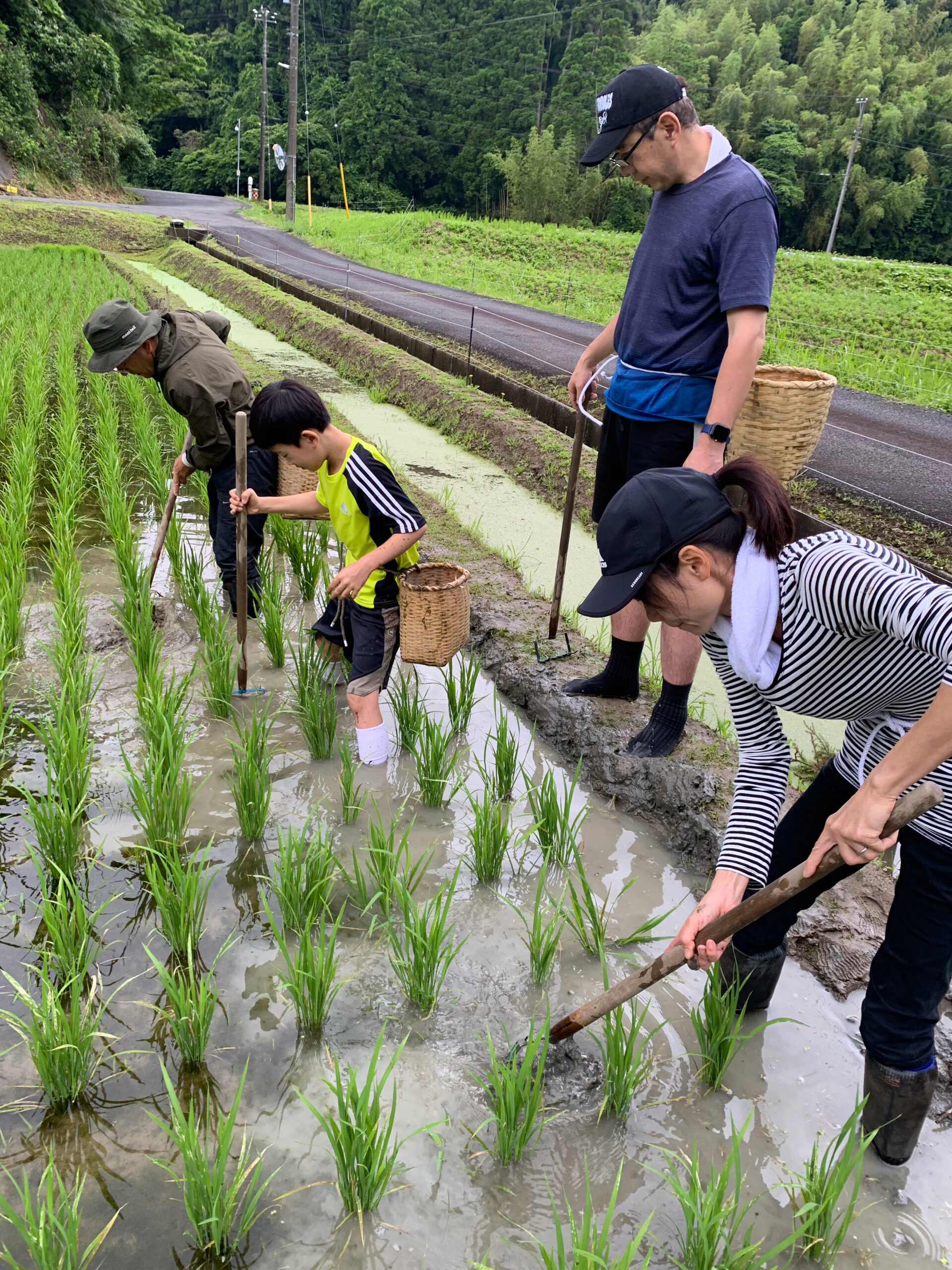 田んぼの草取り体験