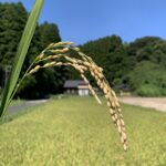 農泊　千葉県睦沢町・稲刈り体験