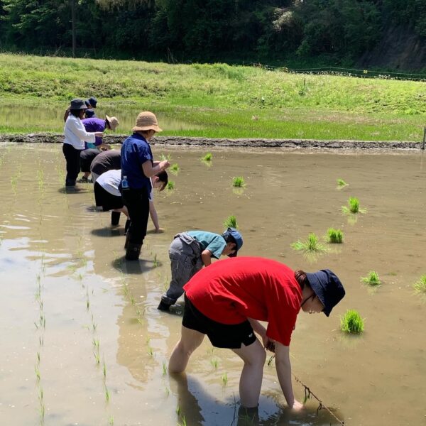 米作り体験　1人1年分の米づくりワークショップ