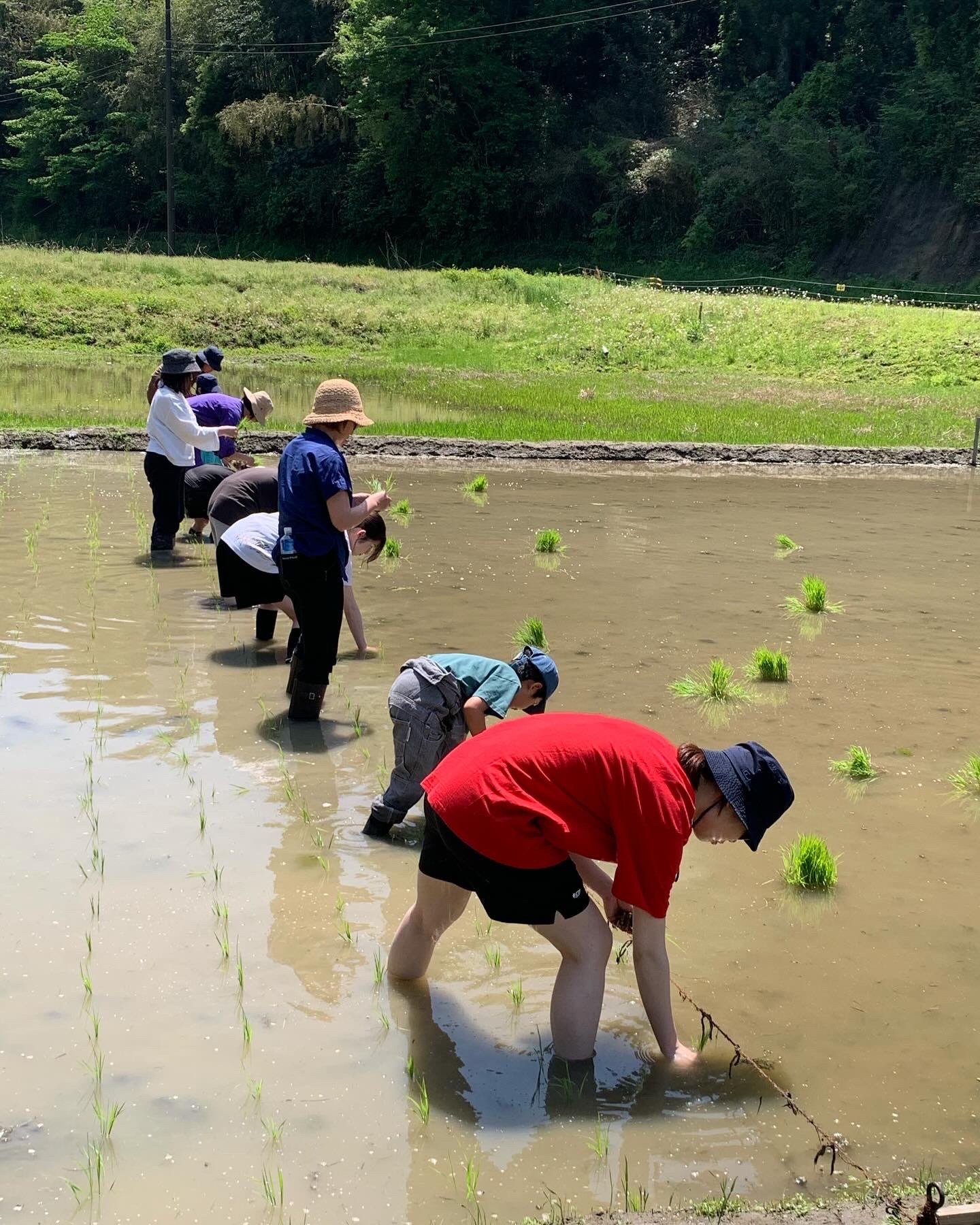 米作り体験　1人1年分の米づくりワークショップ