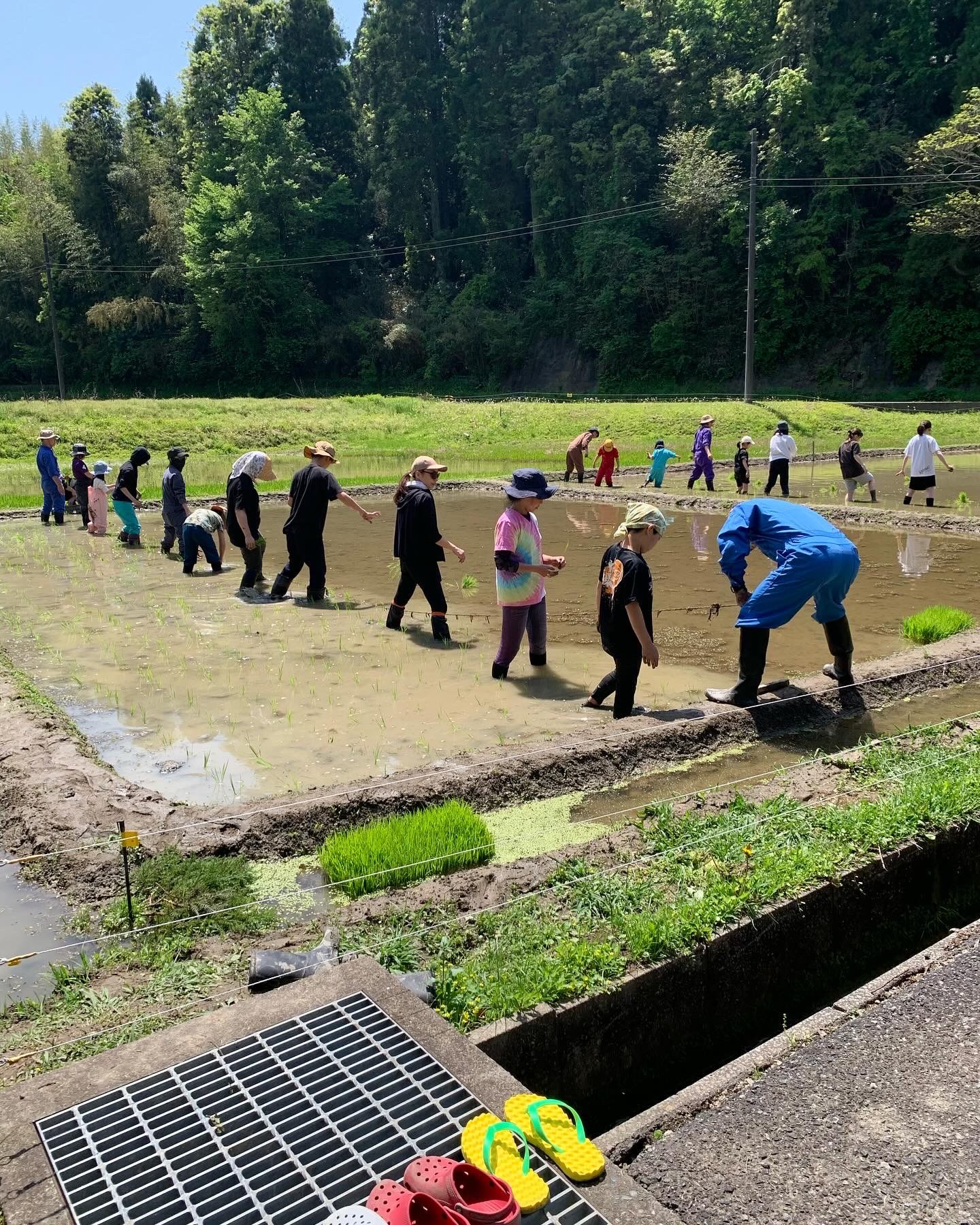 米作り体験　1人1年分の米づくりワークショップ