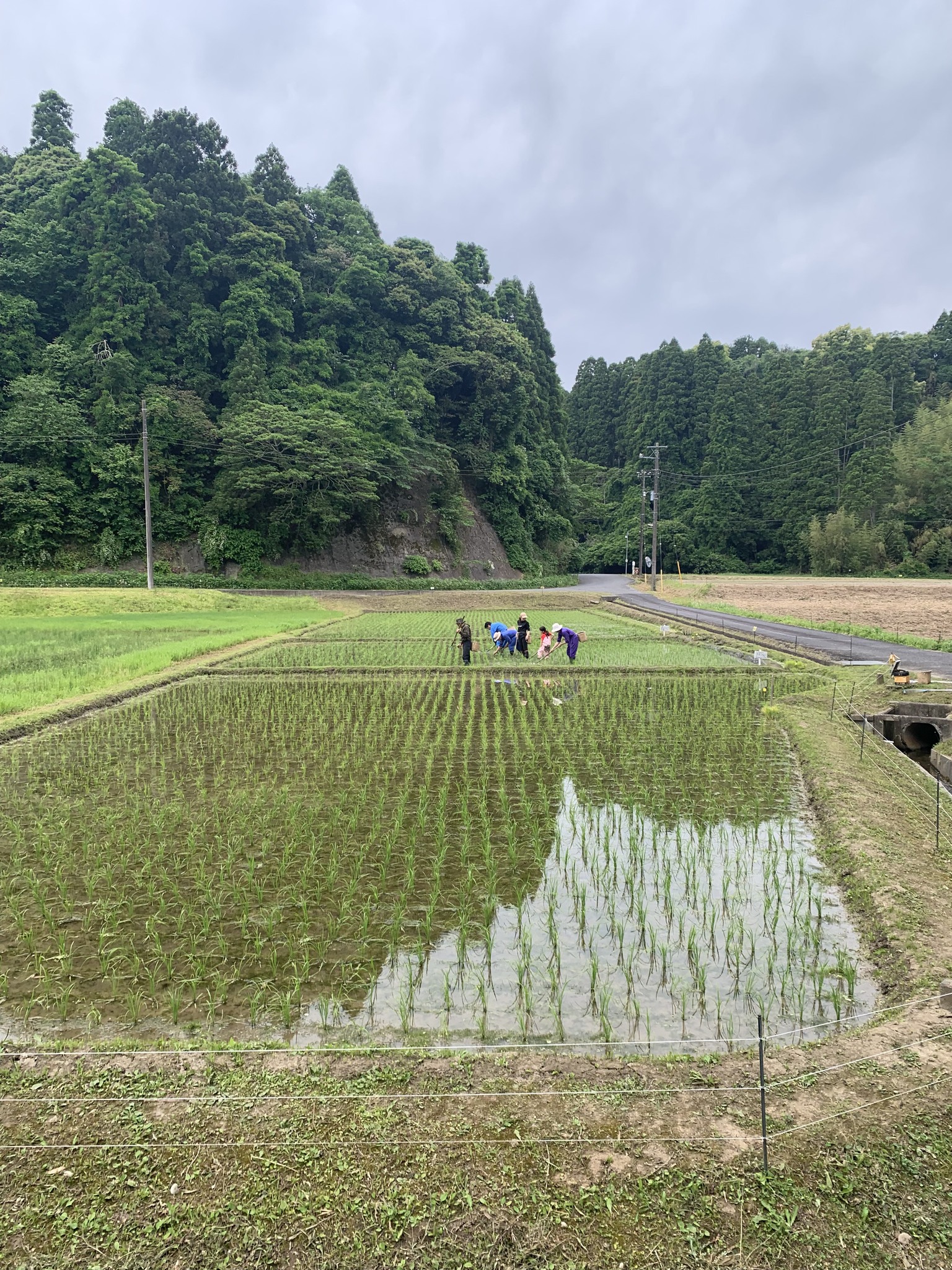米作り体験　1人1年分の米づくりワークショップ