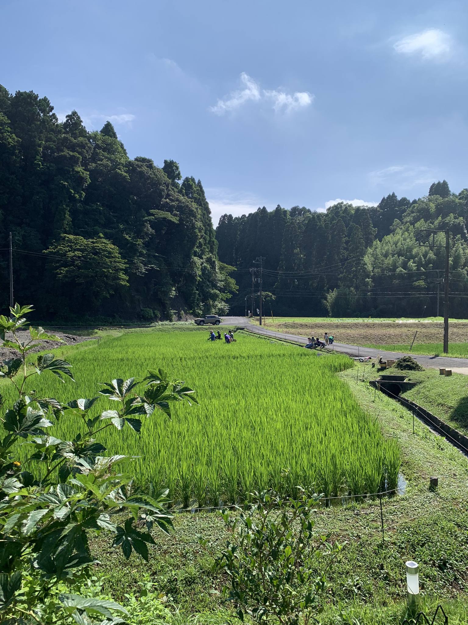 米作り体験　1人1年分の米づくりワークショップ