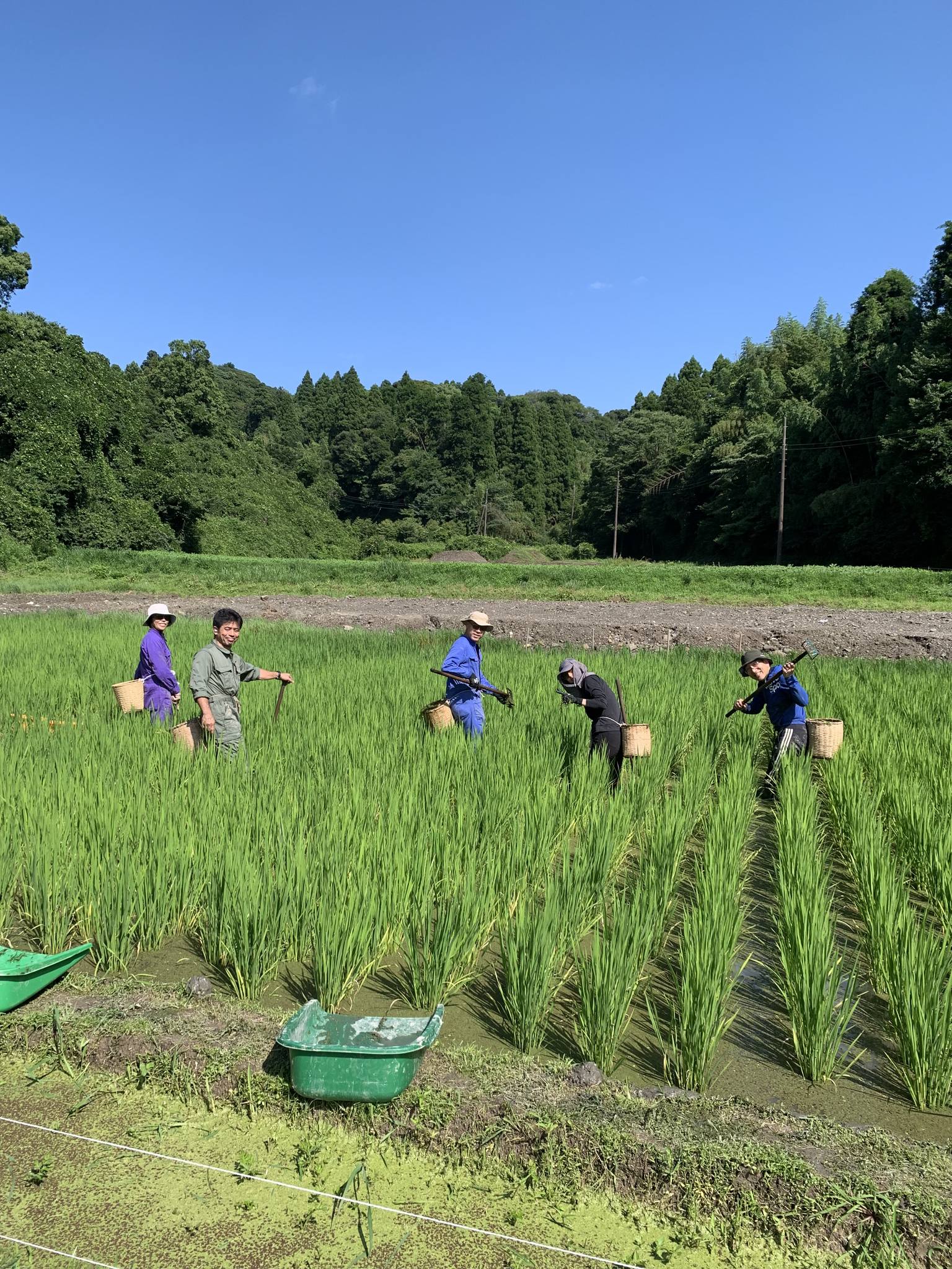 米作り体験　1人1年分の米づくりワークショップ