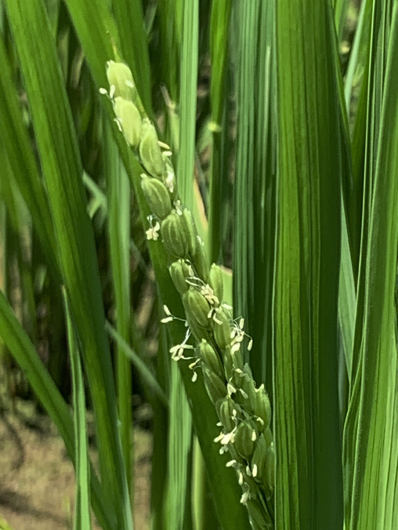 米作り体験　1人1年分の米づくりワークショップ