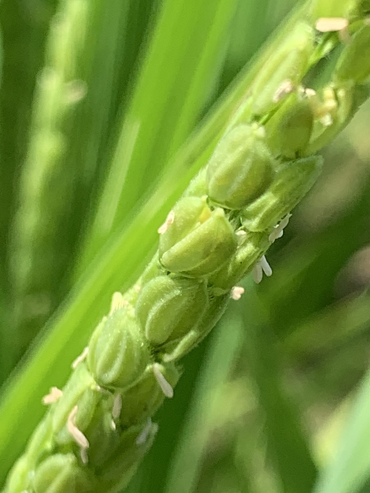 米作り体験　1人1年分の米づくりワークショップ